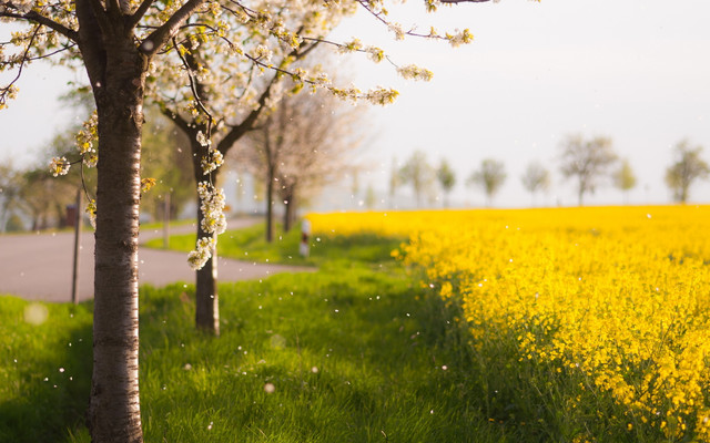 spring-064