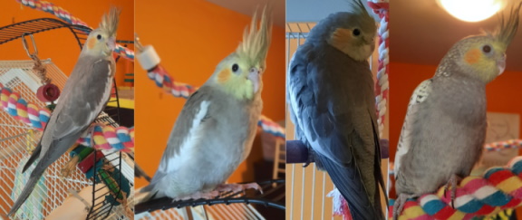 [Image: mc-birdz.jpg]