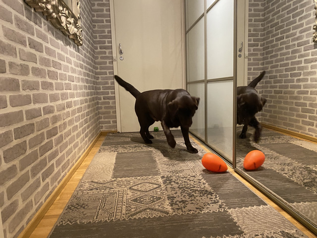 330-C2-D63-9-C12-47-F1-91-BA-353-A670-D2