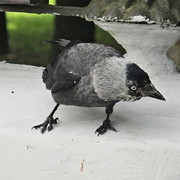 IMG-3233-5