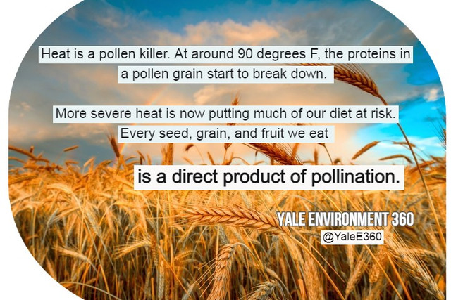 heataffectingpollinationyaleenvironment