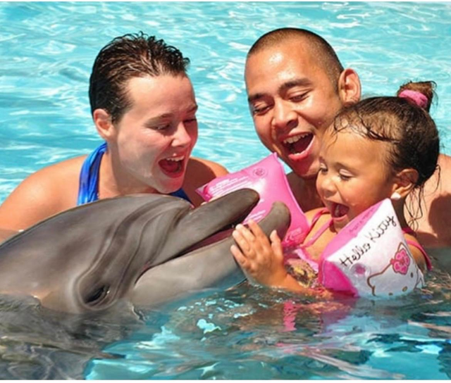 Swim Dolphins