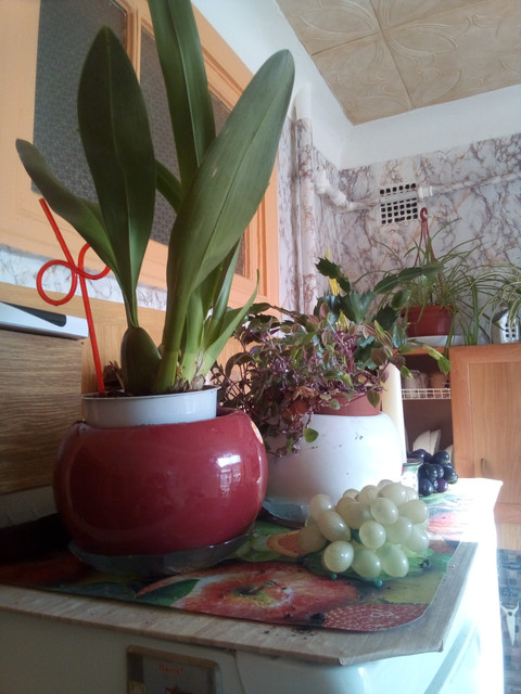 IMG-20220401-085956.jpg