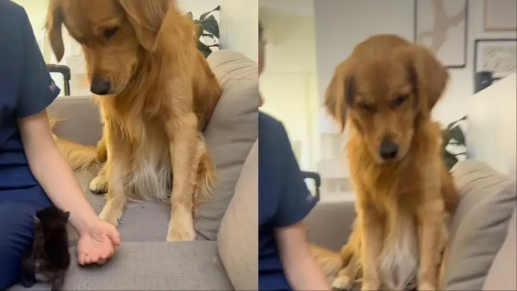 Golden Retriever Startled by Playful Kittens in Viral Video