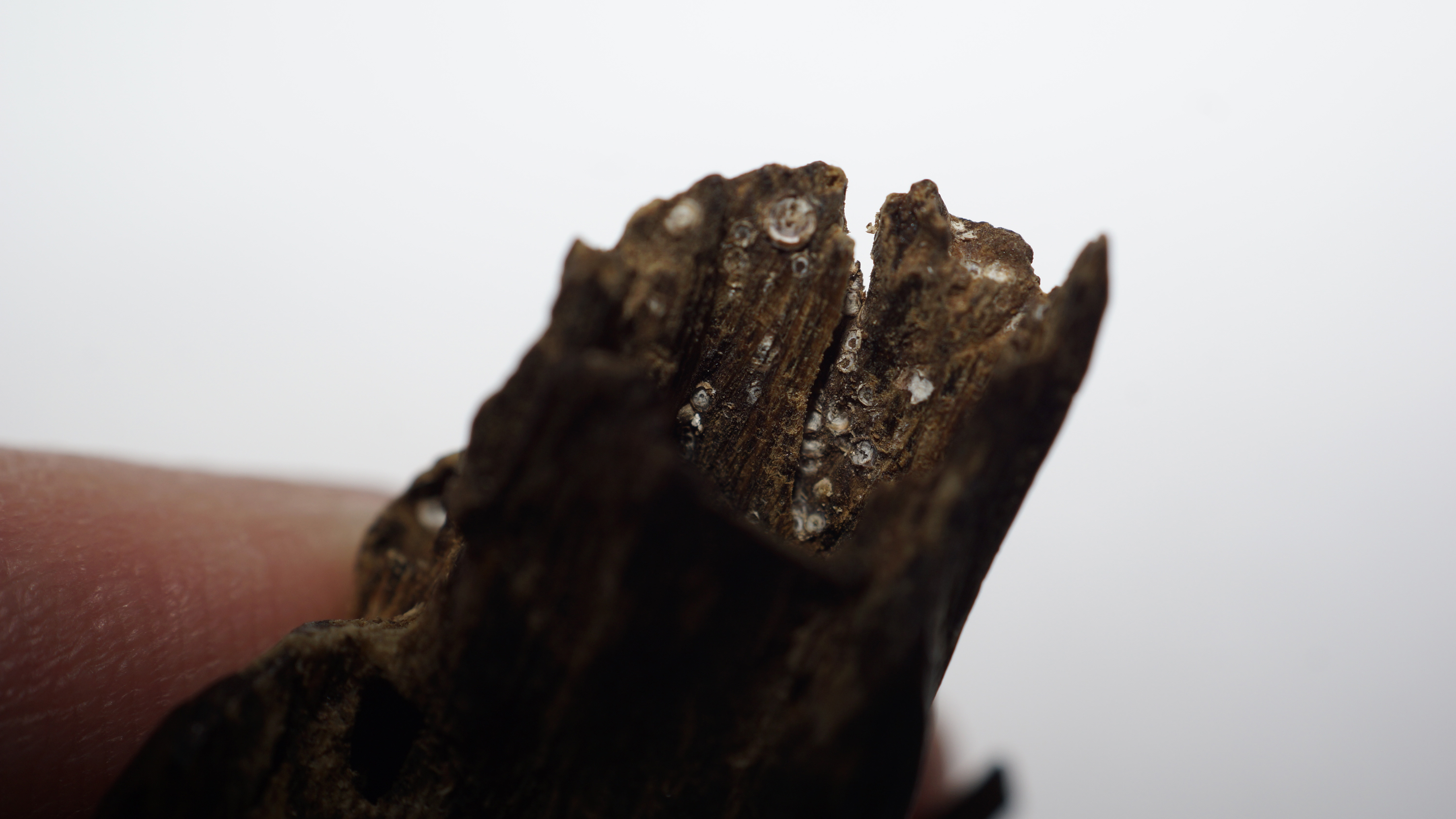 [Ouddict.com] Oud Wood