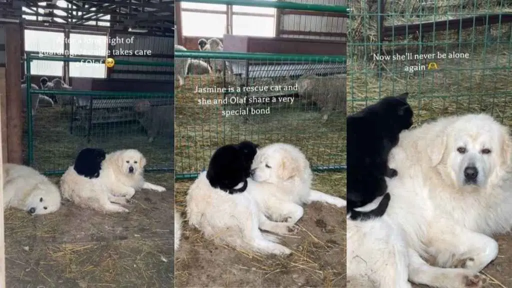 Dog Shares Affection with Rescue Cat at Red Falcon Ranch