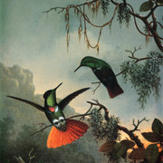Two-Hummingbirds