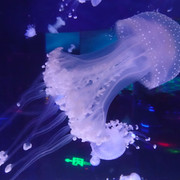 DSC09934