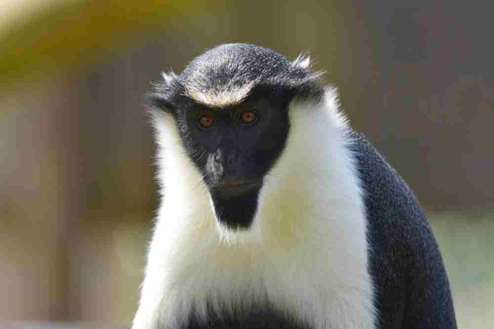 An image showing a Diana monkey in the lush rainforest of Tiwai Island.