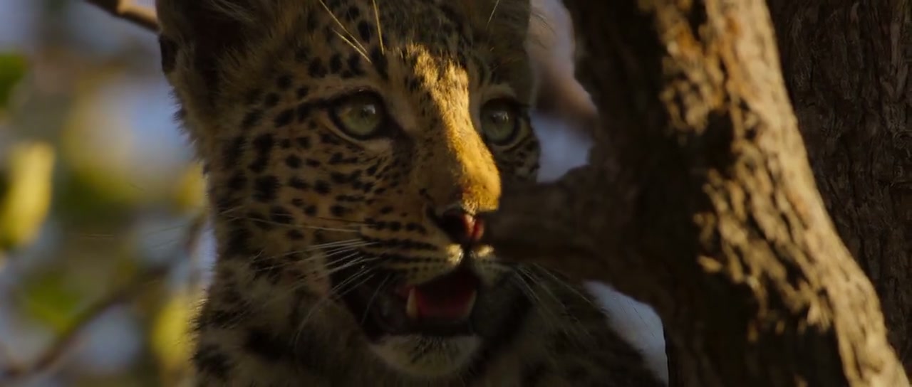 Living with Leopards Screenshot