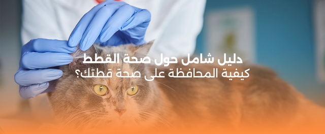 دليل شامل حول صحة القطط
