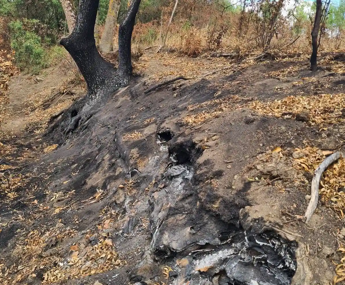 Incendiu subteran afectează 30 de hectare în Parcul Natural Lunca Mureșului