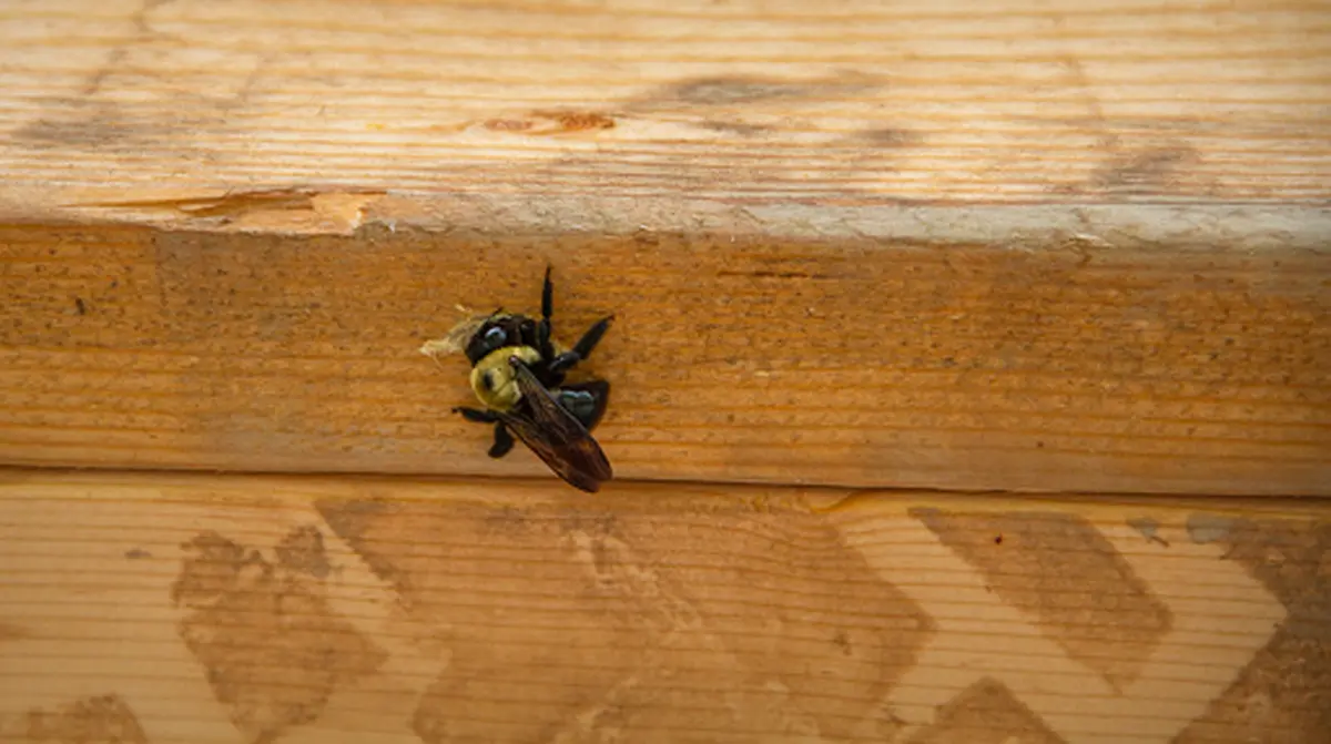 Solutie naturala pentru albinele carpenter Deter