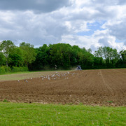 DSF1813