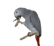 africangrey.gif