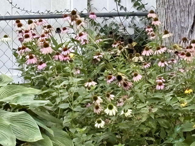 IMG 4650.jpg