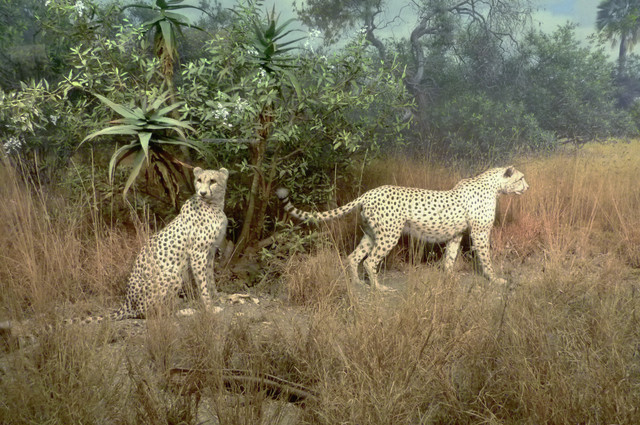 Cheetah.jpg
