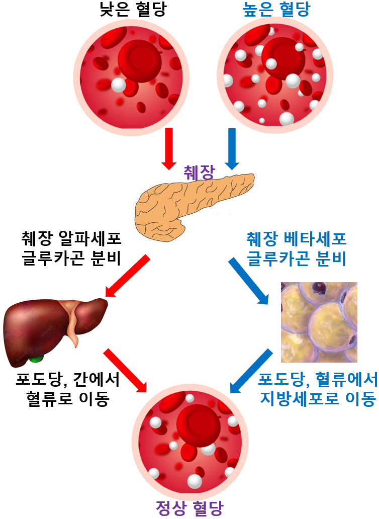 혈당 조절