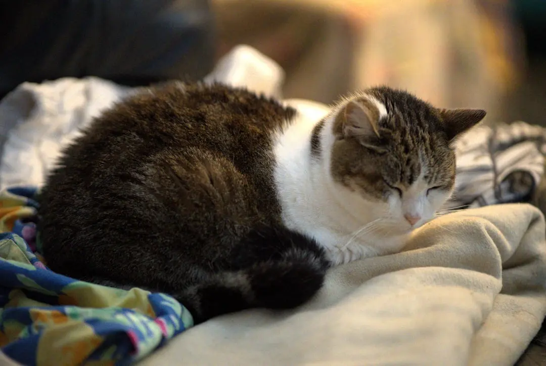 Your Cat Needs More Social Interaction Than You Think