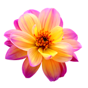 1a950b00c87d0e6b192ff20dd588c26f