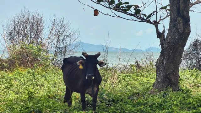 Pantai Tanjung Resang1.webp