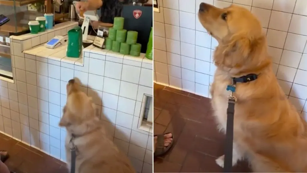 Golden Retriever's 3rd Birthday Bash