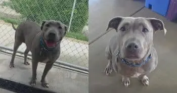 Stray Dog Walks into Shelter Like She Had a Reservation