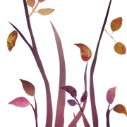 Stems2