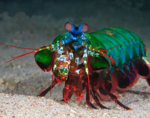peacock mantis shrimp walking.webp