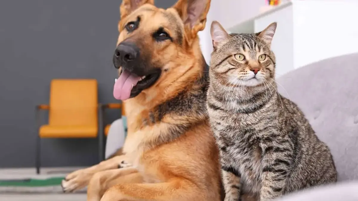 Animalele de companie, aliatul sănătății noastre