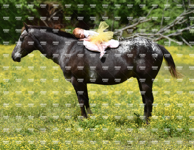 Horse.png