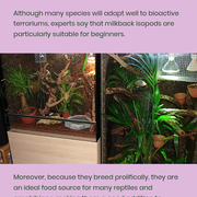 How Milkback Isopods Help Your Closed Ecosystem Thrive: Tips For Bioactive Terrarium Enthusiasts