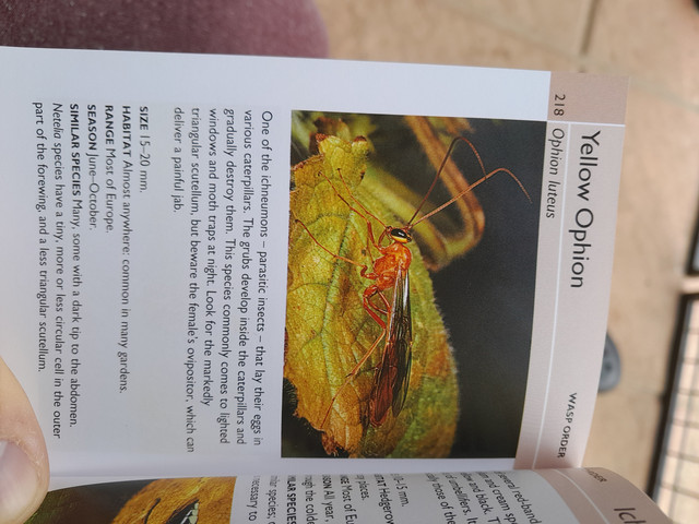 From my insect book