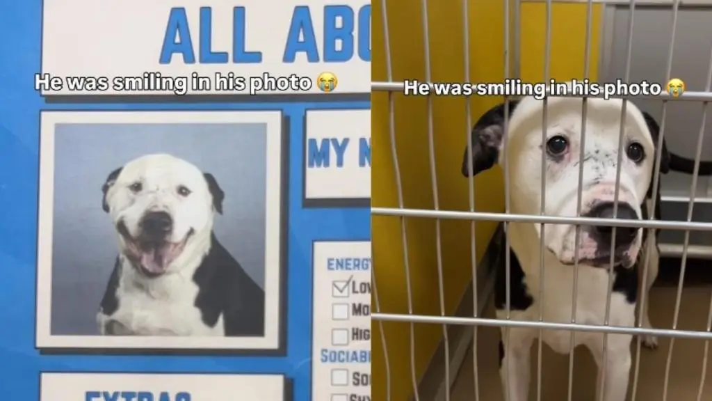 Shelter Dog's Smile Masks Life Behind Bars