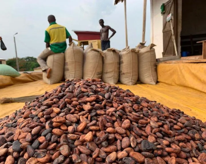 Illustration - Cacao : l'accord international 2026 entre en vigueur le 1er octobre, la Côte d'Ivoire en première ligne