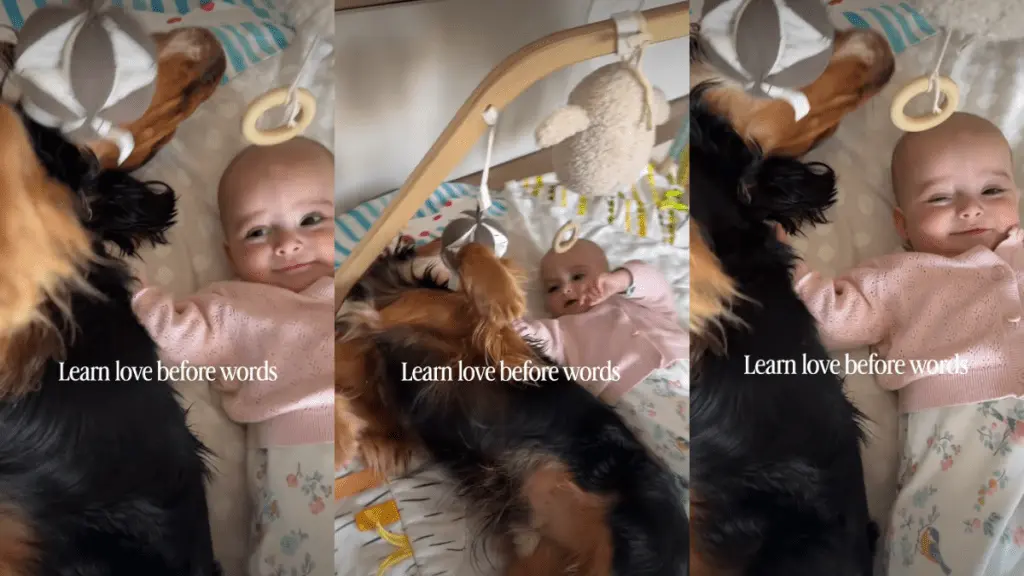 Canine Companionship: Dog Teaches Baby About Love