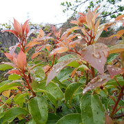 DSC-0066