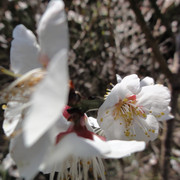 2011-03-05-031