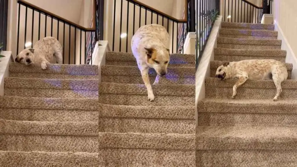 Dog's Unique Stair Descent Captivates Online Audience