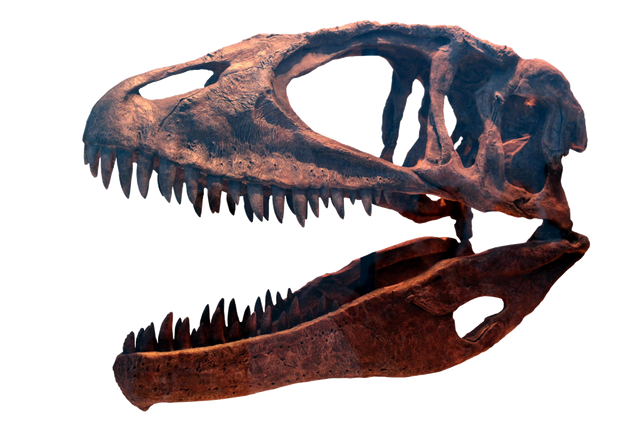 Carcharodontosaurus fossil specimens