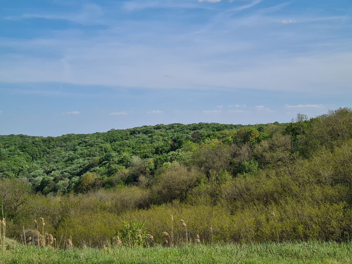 Šuma