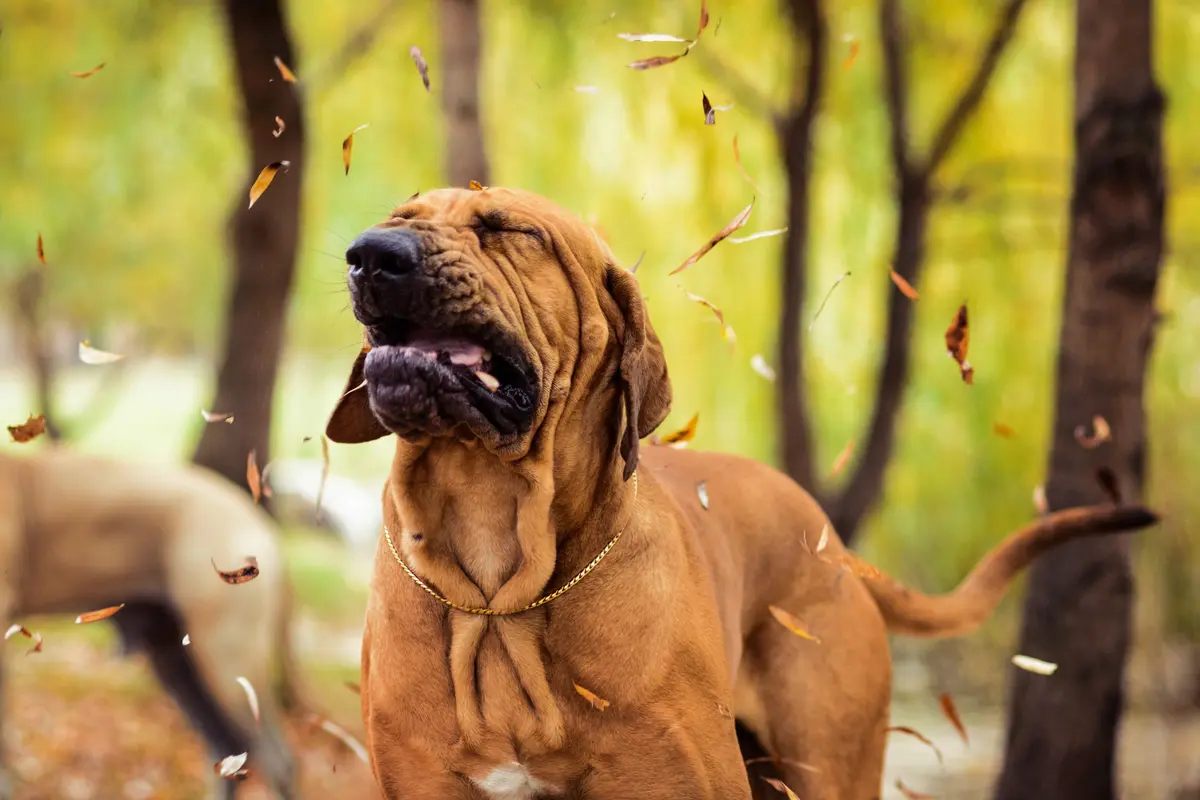 Top Allergy Supplements for Dogs in 2026