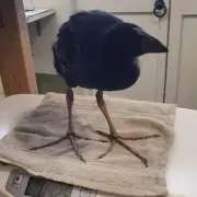 WEIGHT-CALCULATION