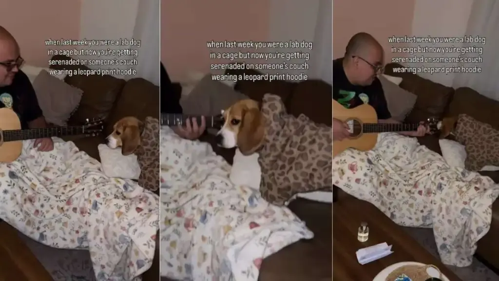 Lab-Rescued Dog Finds Happiness but Fears Linger