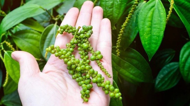 Giá tiêu hôm nay 20 8 2024 Thị trường đi ngang nguồn cung từ Việt Nam tác động lớn tới giá hồ tiêu toàn cầu