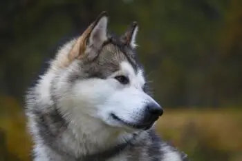 Optimal Supplements for Alaskan Malamute Puppies
