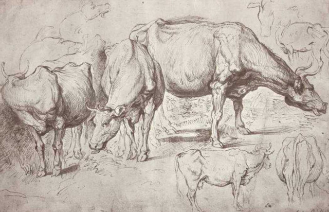 Cows 1620