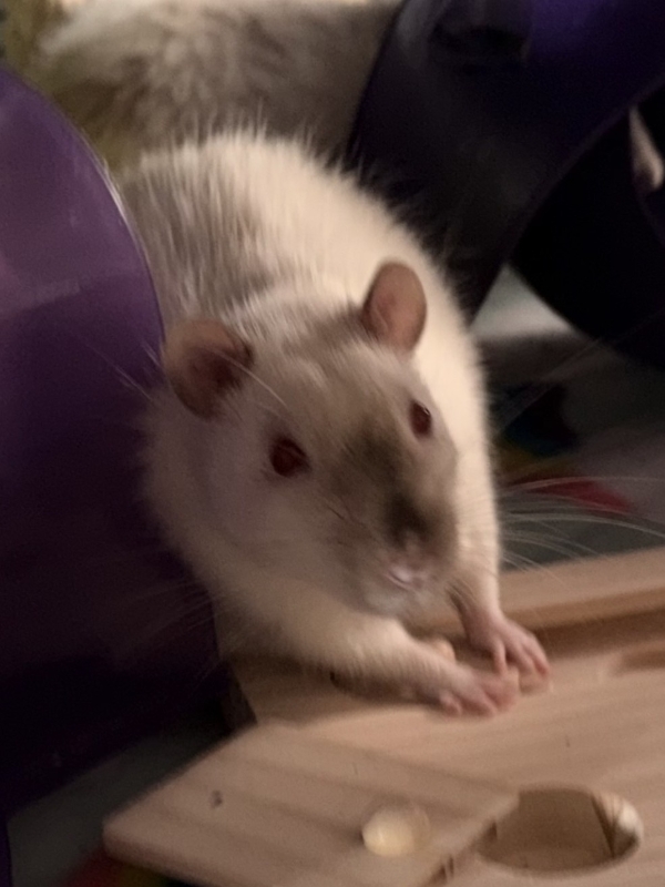 Amos