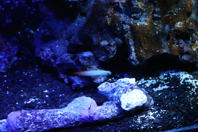 IMG-0823