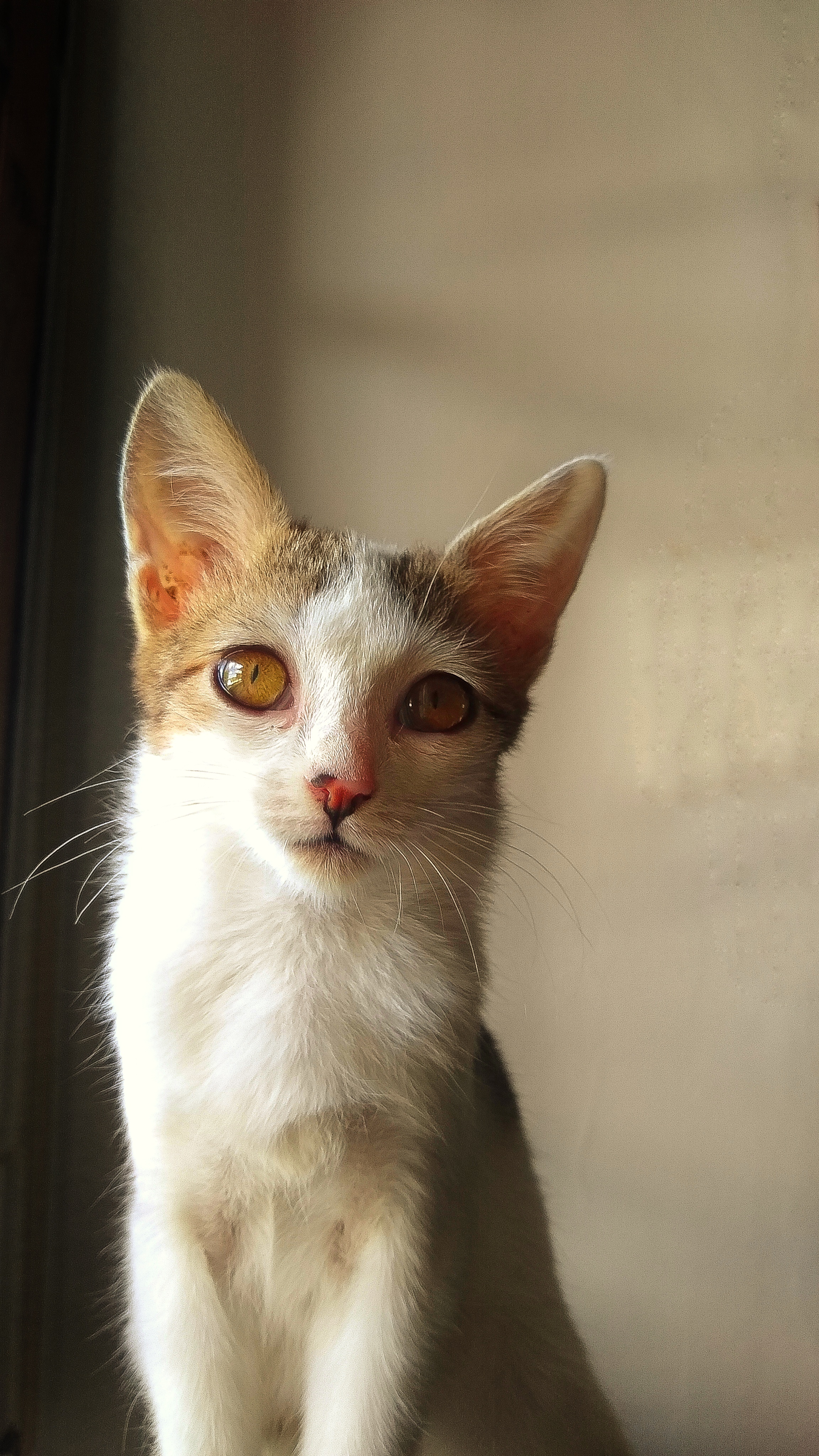 Nala
